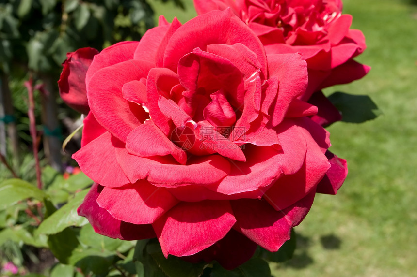 玫瑰花束粉色灌木植物红色花瓣花园图片