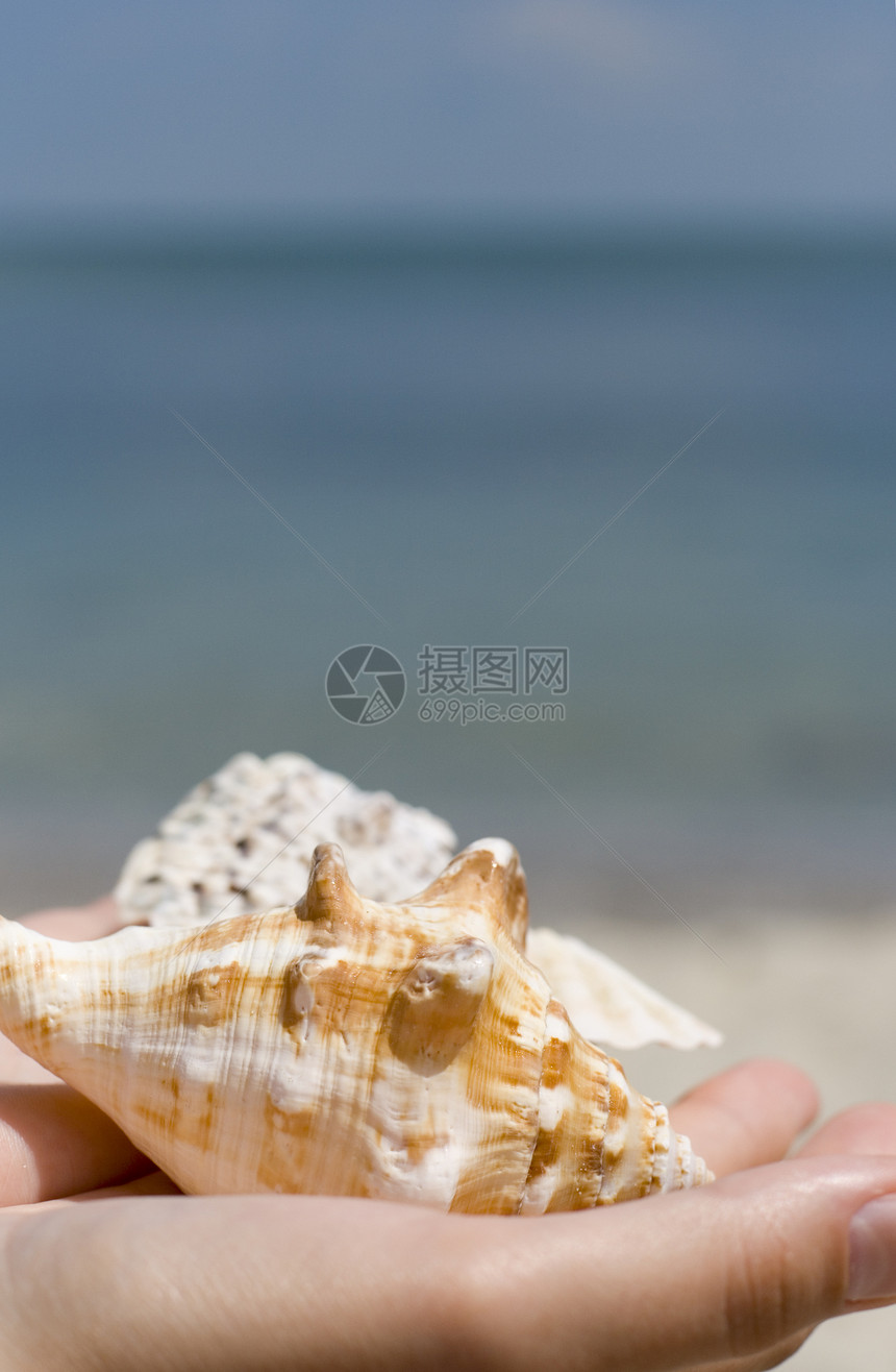 带有贝壳的手热带海洋冒险生活动物海岸线黄色气候海浪海滩图片