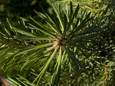 松枝分支特写手术松树绿色植物学水平植物背景图片