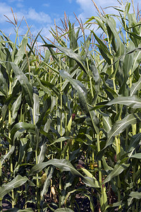 在蓝天上的玉米田中种子生长农场农田蓝色天空食物天气场景本科背景图片