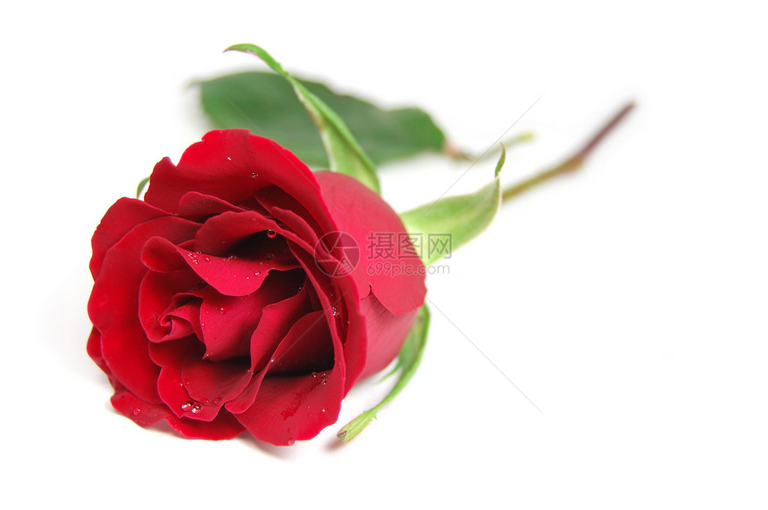 红玫瑰绿色花束庆典婚礼叶子礼物奢华玫瑰花瓣白色图片