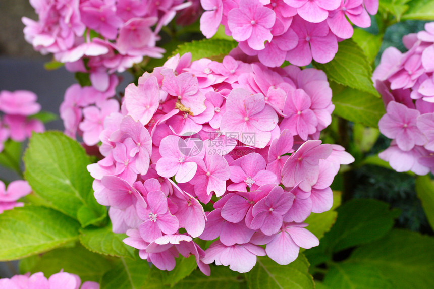 杂兰花hydranda绿色花瓣粉色灌木植物树叶图片