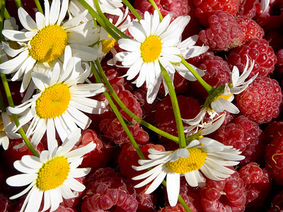 白色和红色花朵毛虫花瓣覆盆子甘菊黄色背景图片