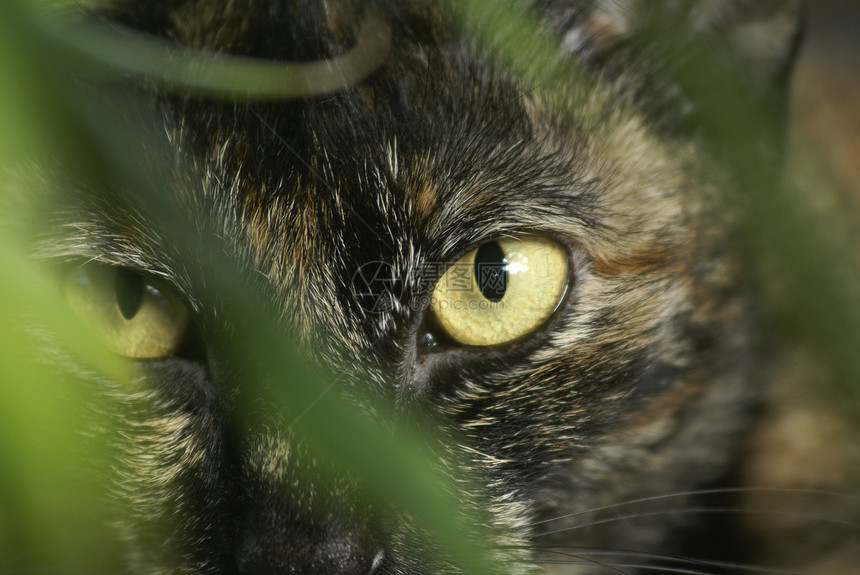 猫猫看着你棕色动物乐金猫咪宠物眼睛栖息地哺乳动物食肉绿色植物图片