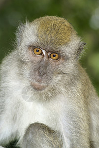 Macaque 猴子肖像高清图片