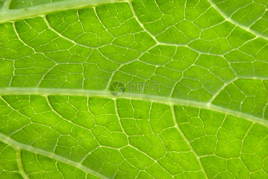 绿页背景生长波纹植物绿色网格草本植物生活花园宏观床单图片