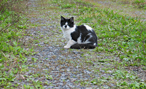踩在十字路口的猫高清图片