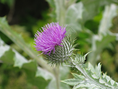 苏格兰国花蓟蓟紫色花园绿色背景