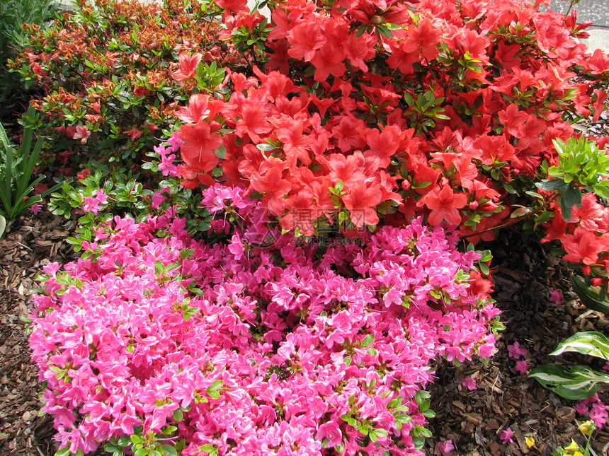 红多登花花灌木粉色植物园艺花园红色图片