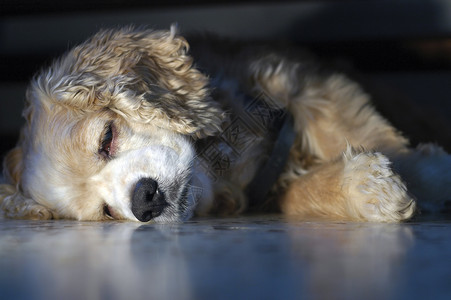 这么困闷睡眠休息犬类纯品种家庭生活背景图片