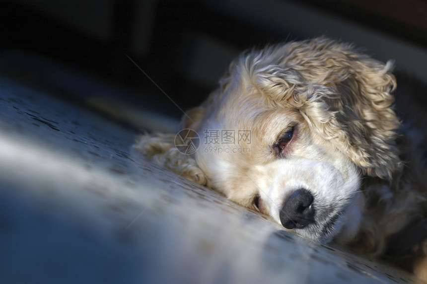 这么困闷休息睡眠纯品种家庭生活犬类图片