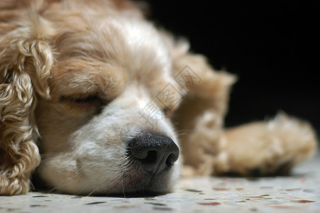 这么困闷家庭生活休息睡眠犬类背景图片