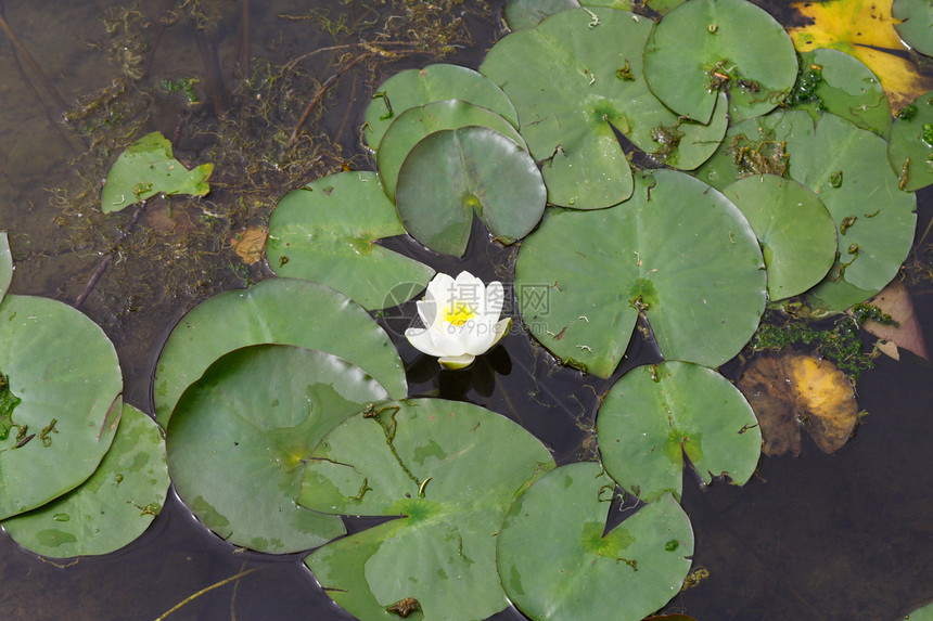 水百里树叶池塘植物图片