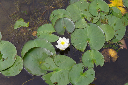 水百里树叶池塘植物背景图片