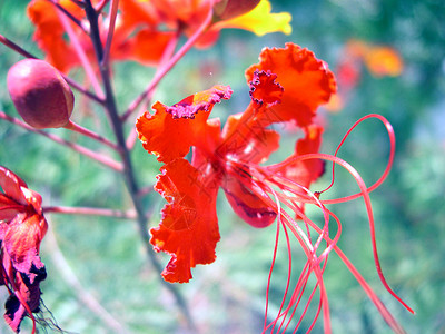 红花衬套花园植物绿化园林植物群背景图片