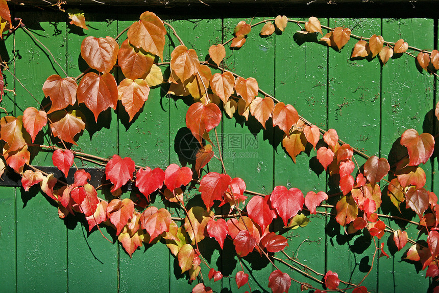 教会联盟秋天的叶子图片