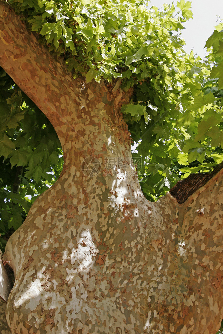 Platanus 普罗旺斯的树木细节图片