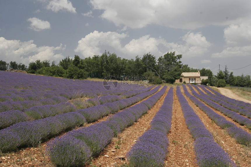 南法国普罗旺斯州索尔特附近的紫菜田农场风景地貌天气花田地景场地天空蓝色薰衣草图片
