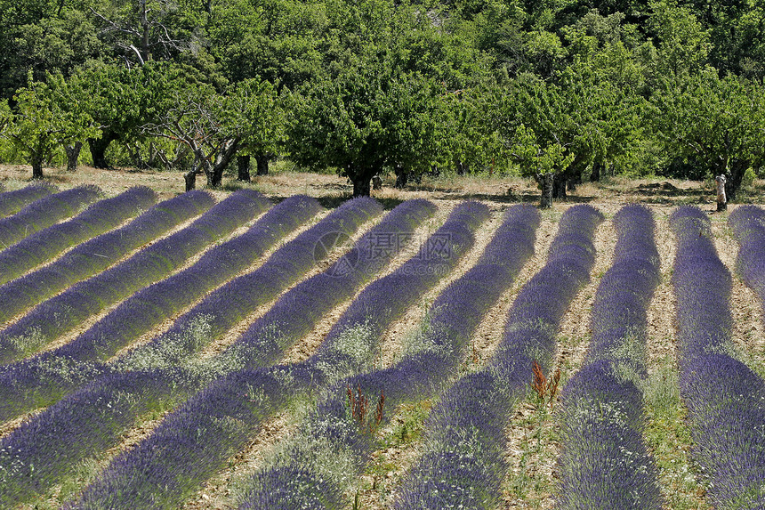 南法国普罗旺斯州克罗格涅斯附近的紫菜田图片