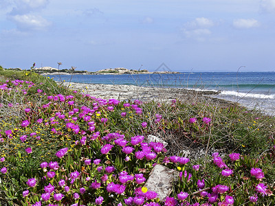 斯马拉格库斯特地中海地中海植物高清图片