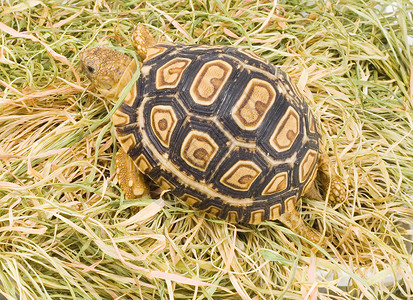 龙龟Geochelone 帕达利斯生物眼睛爬行动物爬虫乌龟受保护动物野生动物背景