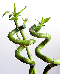 竹子线圈绿色植物背景图片