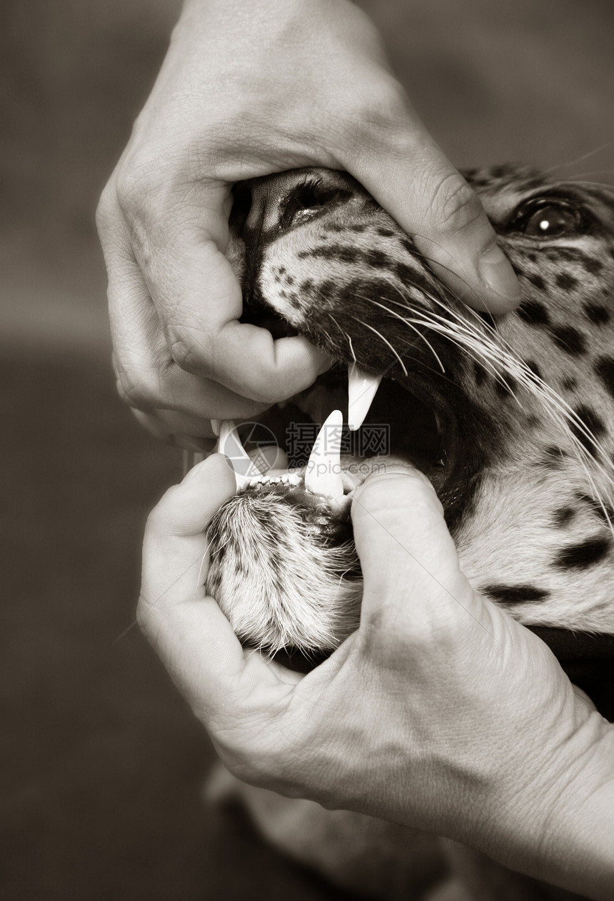 富豪豹晶须打猎眼睛动物园情调动物学外套异国栖息地舌头图片