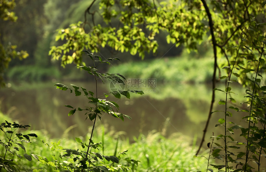 俄罗斯性质树叶树干公园太阳森林木头季节反射桦木图片
