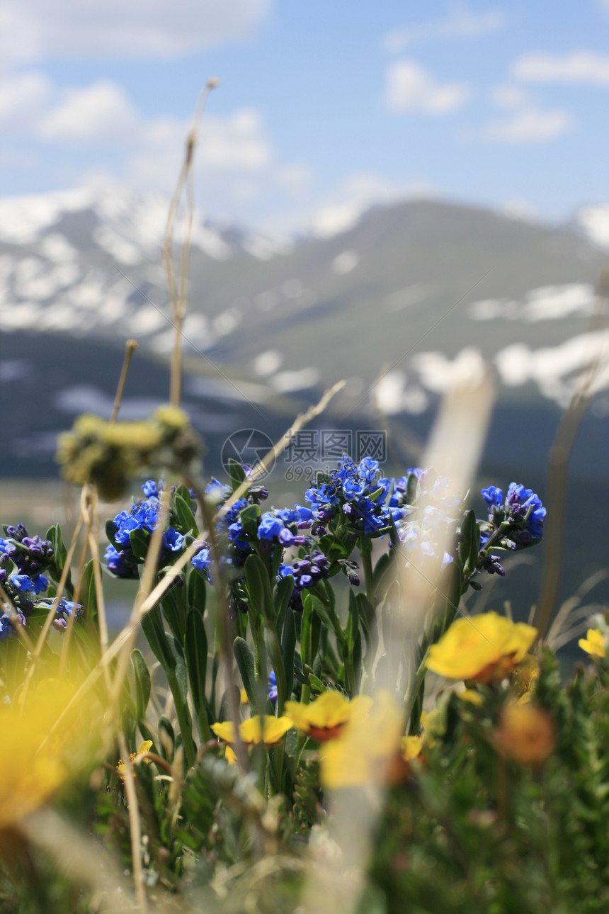 有山地背景的花朵植物紫花黄花黄色紫色绿色岩石雪原图片