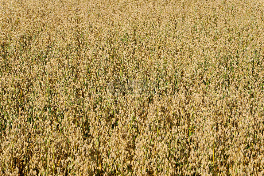 Oat 实地背景稻草农业植物场地粮食谷物黄色图片