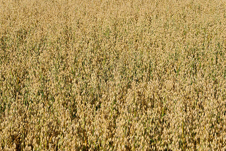 Oat 实地背景稻草农业植物场地粮食谷物黄色背景图片