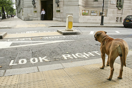 向右看街道犬类动物家畜宠物家庭红色城市首都背景图片