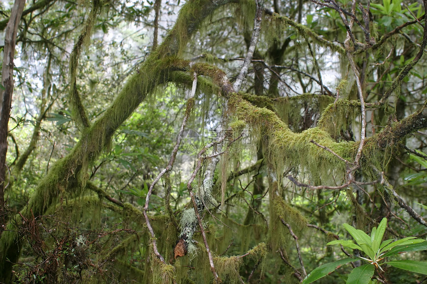 红木NP树木远足者公园生态学家生物学家踪迹步道红杉树叶遗物图片