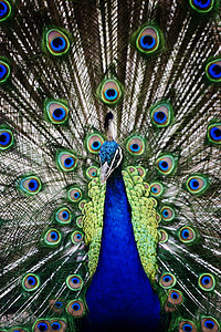 孔雀展示仪式蓝色男性绿色羽毛背景图片