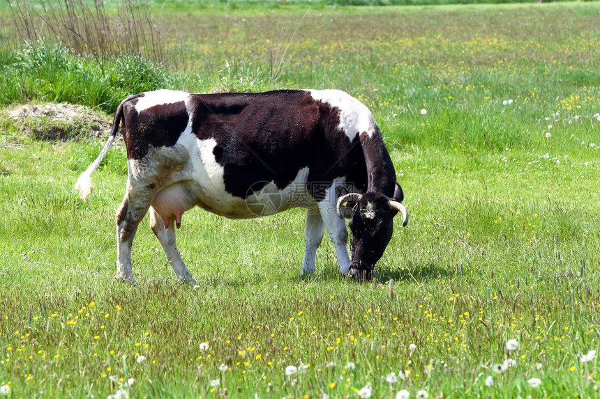 奶牛乳房草地牛肉生活哺乳动物天空食物耳朵鼻子好奇心图片