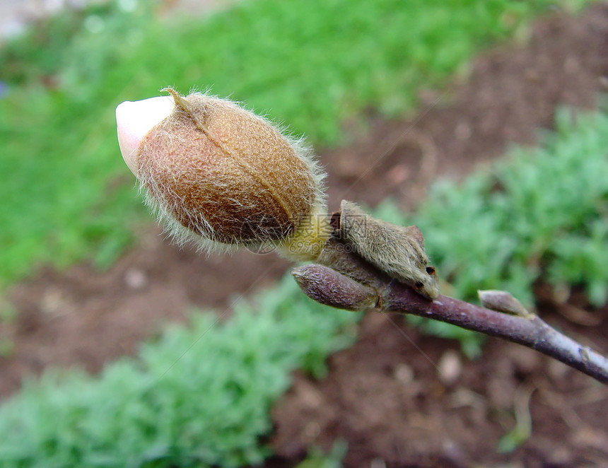 Magnolia 石榴石星状宏观花园图片