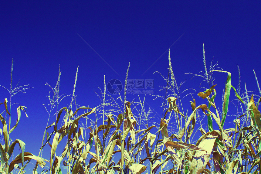 玉米和蓝天空天空场地国家生长农作物植物农场农业文化活力图片