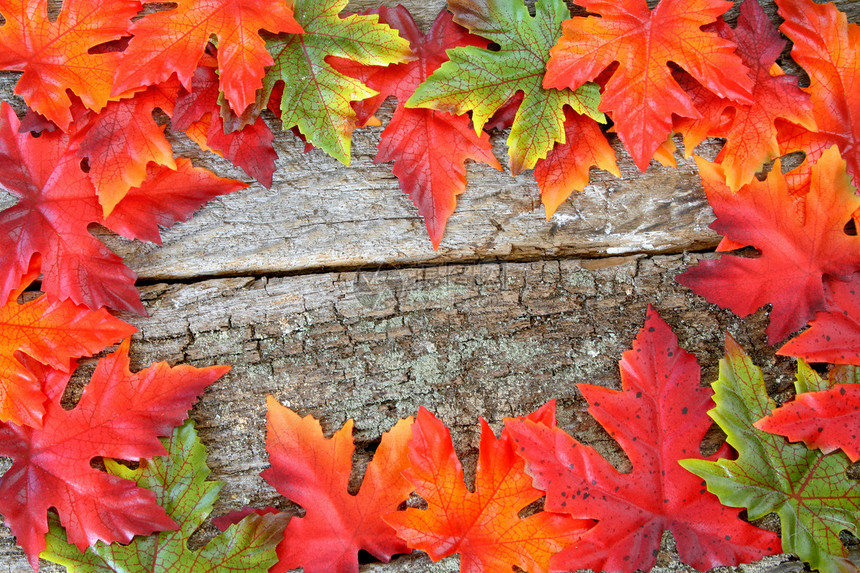 秋瀑边界叶子季节性丝绸树叶框架季节木头枫叶乡村图片