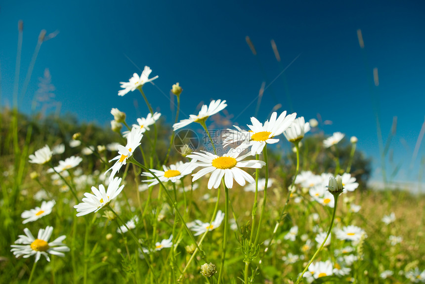 天然背景的canmomille宏观美丽花园洋甘菊天堂雏菊草地季节性白色天空图片