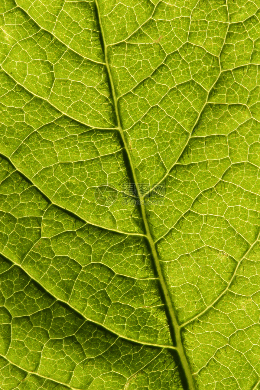 叶页宏照片植物绿色宏观摄影树叶图片