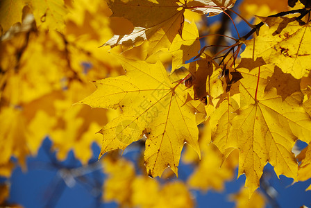 金叶黄色个性树叶蓝天老化金子烘干蓝色背景图片