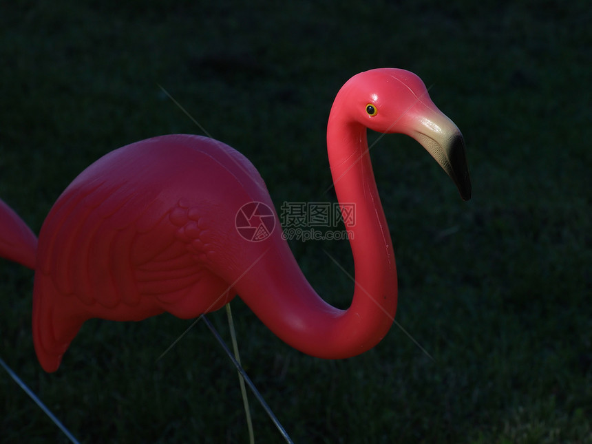 粉粉 Flammingo粉色动物环境展示长颈美化塑料草地绿色图片