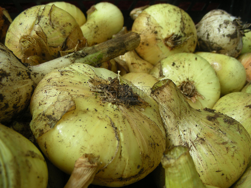 洋葱和Garlic食物节食白色香料家族沙拉紫色蔬菜健康饮食生活方式图片