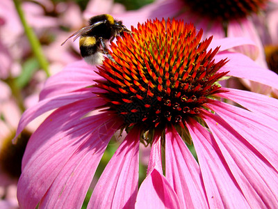 蜜蜂花园昆虫粉色背景图片