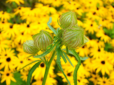 芽绿色花园黄色背景图片