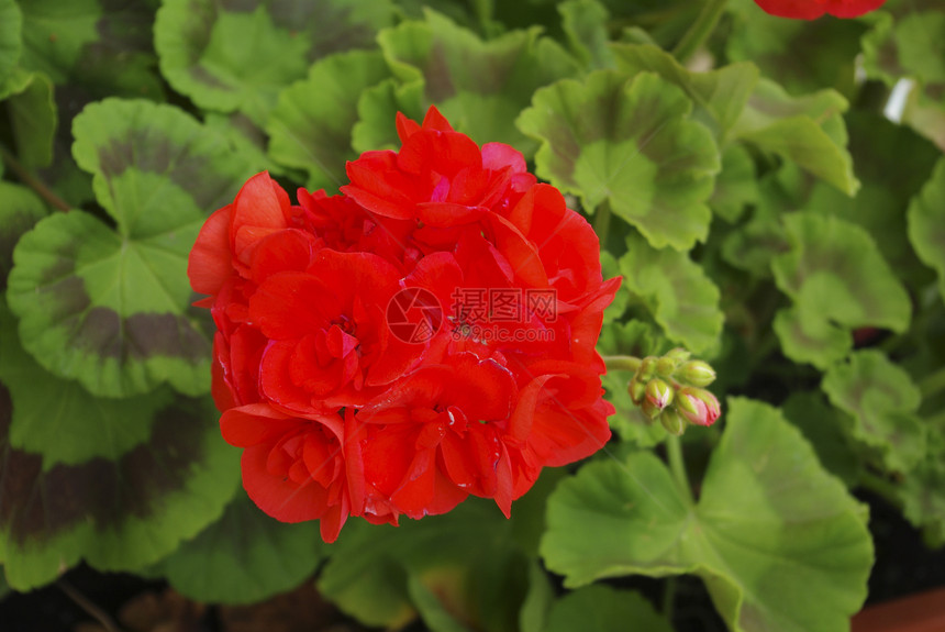 天竺葵绿色红色植物花园图片