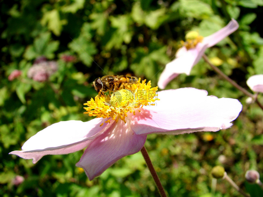 蜜蜂昆虫粉色花园黄色树叶绿色叶子图片