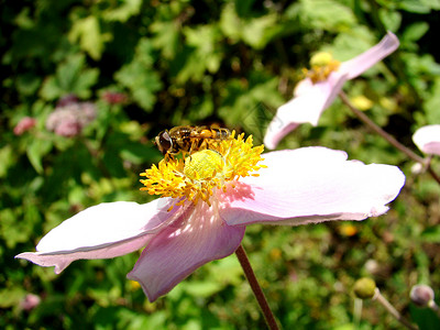 蜜蜂昆虫粉色花园黄色树叶绿色叶子背景图片