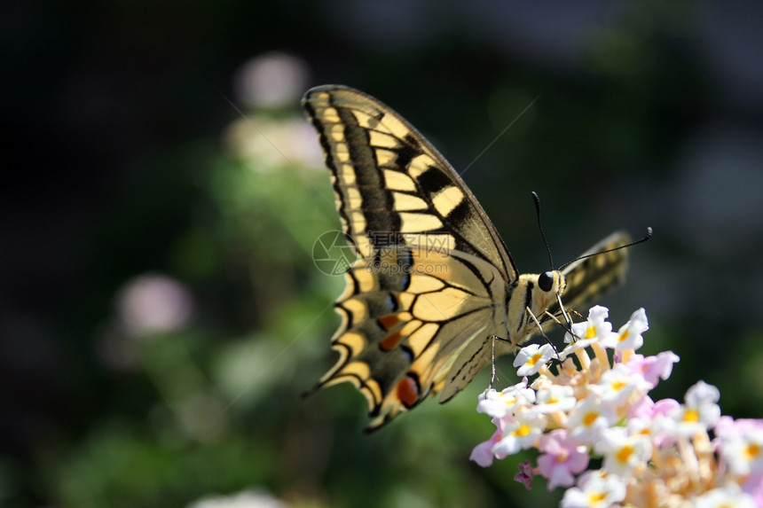 蝴蝶停留航班翅膀荒野野生动物绿色季节花园科学飞行图片