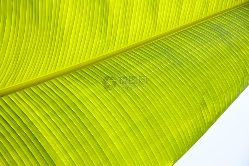 绿色宏观香蕉树叶背景图片
